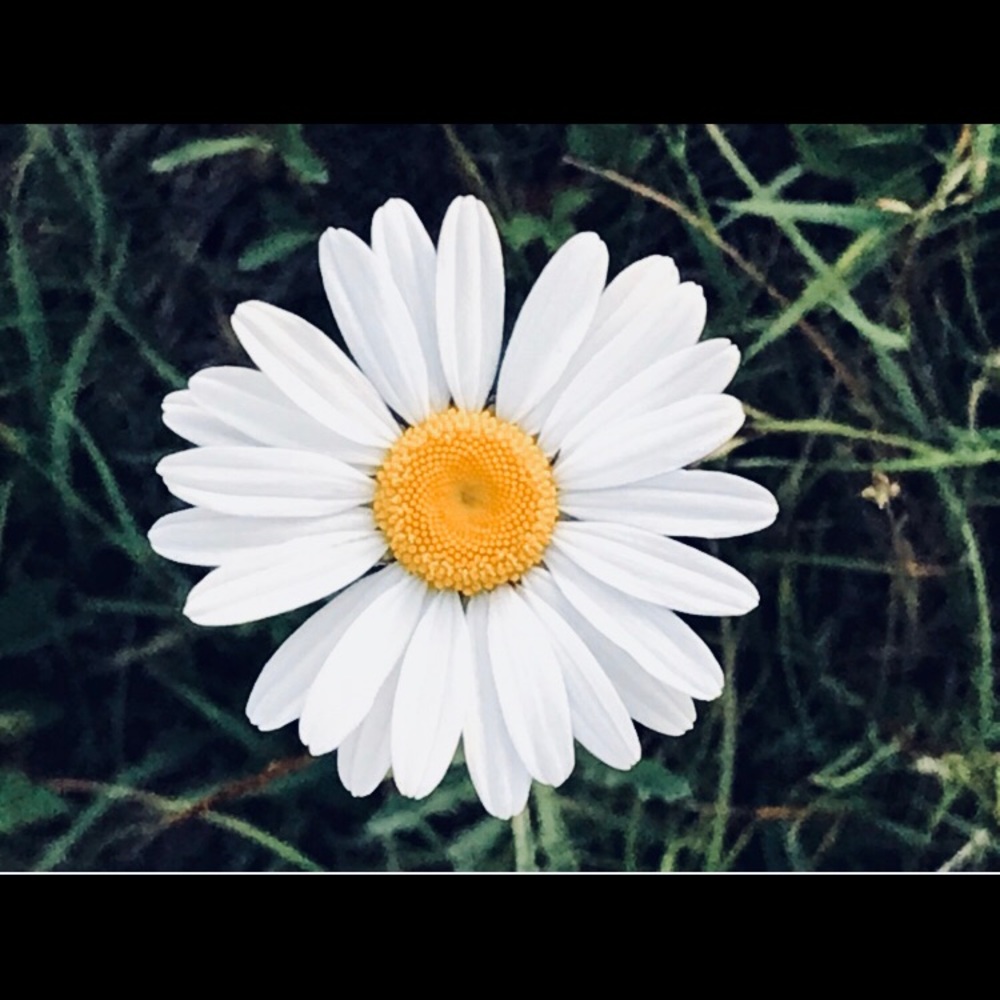 Meet your Posher, Kelli